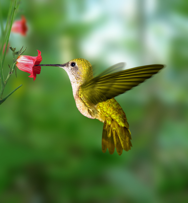 want to attract hummingbirds to your garden humming birds 600x648